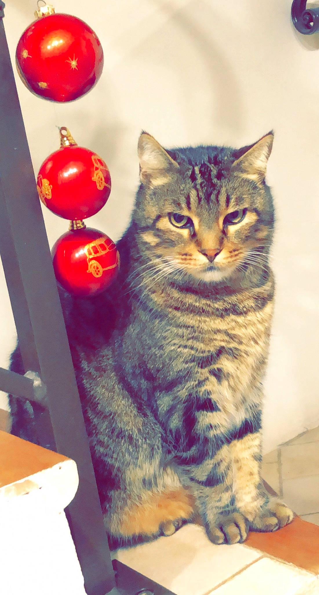 Snoop a rejoint le concours — aidez-le/la à gagner de superbes lots ! art, carnivore, cat, christmas_ornament, domestic_short_haired_cat, event, felidae, fur, ornament, paw, sitting, small_to_medium_sized_cats, snout, tail, whiskers