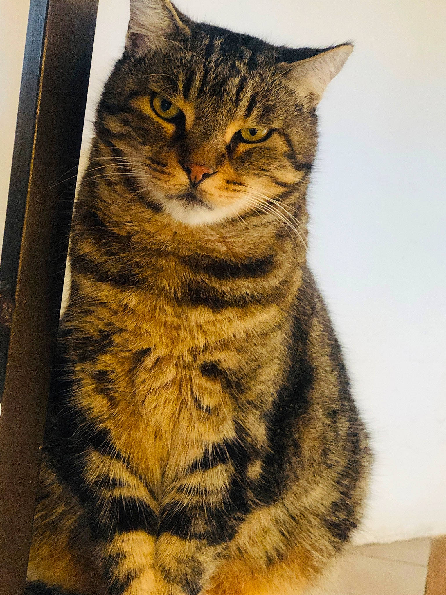 Snoop participe au concours pour gagner de l'argent avec cette photo : art, carnivore, cat, domestic_short_haired_cat, felidae, fur, paw, rectangle, small_to_medium_sized_cats, snout, tail, terrestrial_animal, whiskers, wildlife