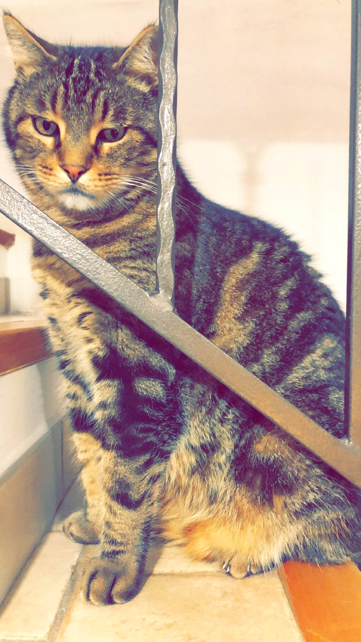 Snoop a rejoint le concours — aidez-le/la à gagner de superbes lots ! art, carnivore, cat, claw, domestic_short_haired_cat, felidae, fur, mammal, metal, pattern, paw, sitting, small_to_medium_sized_cats, snout, tail, terrestrial_animal, vertebrate, whiskers, window