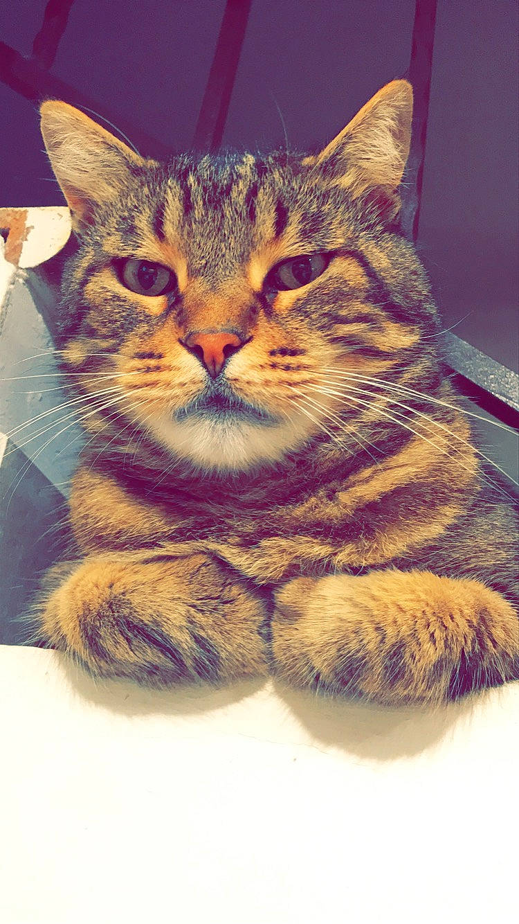 Snoop a rejoint le concours — aidez-le/la à gagner de superbes lots ! carnivore, cat, claw, domestic_short_haired_cat, felidae, fur, paw, rectangle, sky, small_to_medium_sized_cats, snout, square, tail, terrestrial_animal, whiskers, window