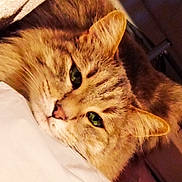 Moogli a rejoint le concours — aidez-le/la à gagner de superbes lots ! cat, orange_tabby, close_up, green_eyes, pet, feline, whiskers, fur, relaxed, lying_down, cute, animal, domestic_cat, indoors, sleepy, face, ears, nose, soft_light, cozy