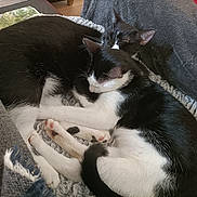 Perno Et Pruneau participe au concours pour gagner de l'argent avec cette photo : abyssinian, animal, architecture, armchair, building, cat, chair, couch, cushion, furniture, homedecor, indoors, kitten, linen, livingroom, manx, person, pet, room, siamese
