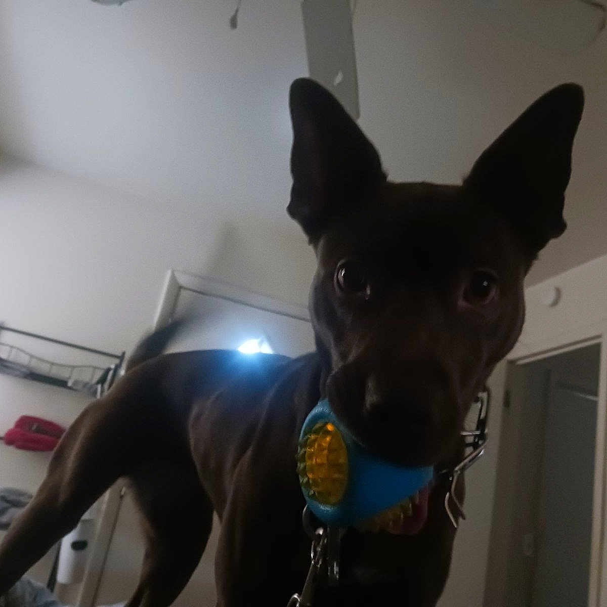 Luna joined the competition — help win amazing prizes! animal, background, blur, brown, canine, collar, curious, dog, door, ears, furniture, home, indoor, leash, light, mouth, pet, playful, shelf, toy