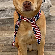 Benji joined the competition — help win amazing prizes! dog, pet, american_flag, neckwear, stairs, carpet, wood_floor, indoor, brown_dog, canine, sitting, looking_at_camera, fur, ears, paws, domestic_animal, house, portrait, animal, tie