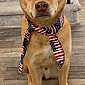 dog, pet, american_flag, neckwear, stairs, carpet, wood_floor, indoor, brown_dog, canine, sitting, looking_at_camera, fur, ears, paws, domestic_animal, house, portrait, animal, tie