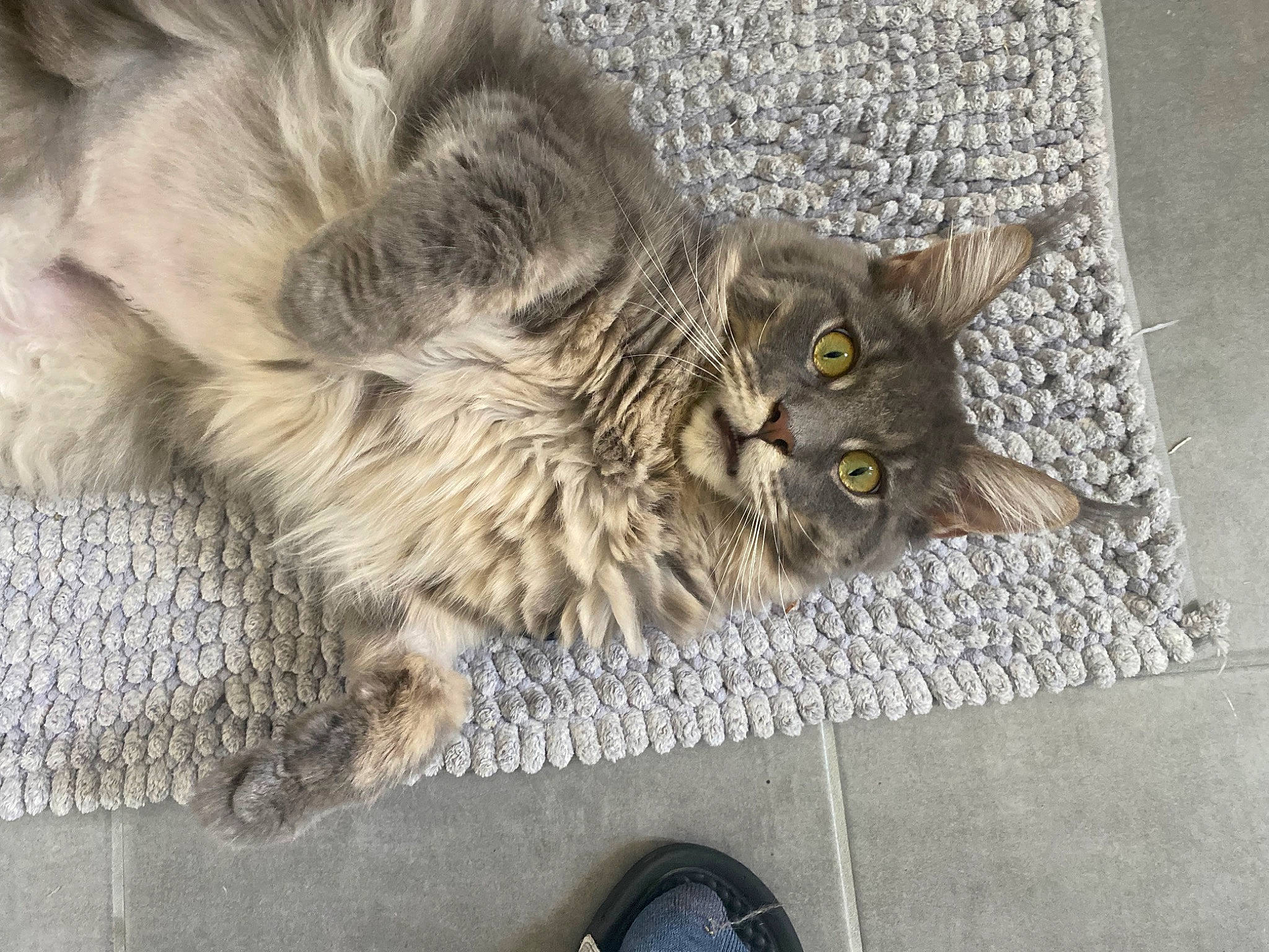 Teega a rejoint le concours — aidez-le/la à gagner de superbes lots ! asphalt, carnivore, cat, claw, domestic_short_haired_cat, fawn, felidae, flooring, fur, grey, maine_coon, parking, paw, road_surface, sitting, small_to_medium_sized_cats, snout, tail, terrestrial_animal, whiskers