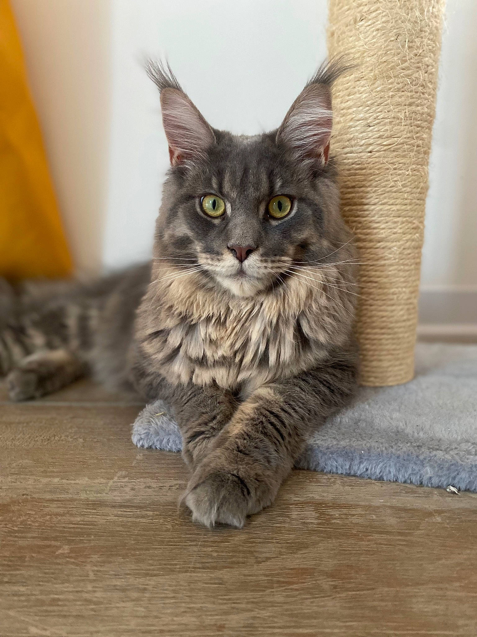 Teega a rejoint le concours — aidez-le/la à gagner de superbes lots ! carnivore, cat, claw, domestic_short_haired_cat, fawn, felidae, flooring, fur, grey, hardwood, paw, sitting, small_to_medium_sized_cats, snout, tail, terrestrial_animal, whiskers, wildlife, wood