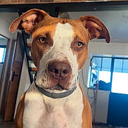 Tina participe au concours pour gagner de l'argent avec cette photo : dog, brown, white, indoor, pet, close_up, portrait, curious, ears, collar, staircase, brick_wall, home, animal, canine, sitting, face, nose, eyes, natural_light