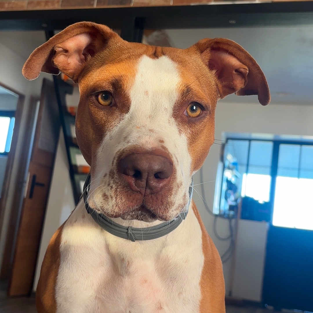 Tina participe au concours pour gagner de l'argent avec cette photo : animal, brick_wall, brown, canine, close_up, collar, curious, dog, ears, eyes, face, home, indoor, natural_light, nose, pet, portrait, sitting, staircase, white