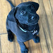 Boone is registered to the contest to win money with this photo: puppy, dog, black_dog, pet, collar, floor, wooden_floor, looking_up, young_dog, animal, cute, indoor, playful, domestic_animal, fur, canine, paw, tag, adorable, companion
