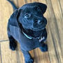 puppy, dog, black_dog, pet, collar, floor, wooden_floor, looking_up, young_dog, animal, cute, indoor, playful, domestic_animal, fur, canine, paw, tag, adorable, companion