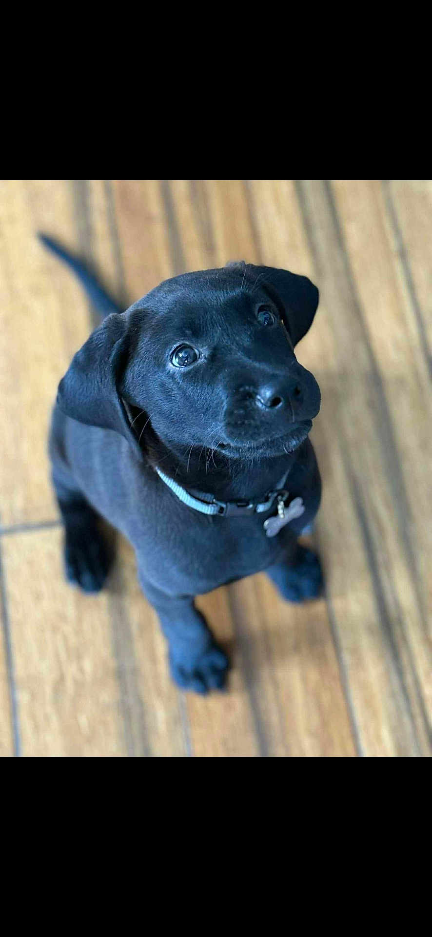 Boone is registered to the contest to win money with this photo: puppy, dog, black_dog, pet, collar, floor, wooden_floor, looking_up, young_dog, animal, cute, indoor, playful, domestic_animal, fur, canine, paw, tag, adorable, companion