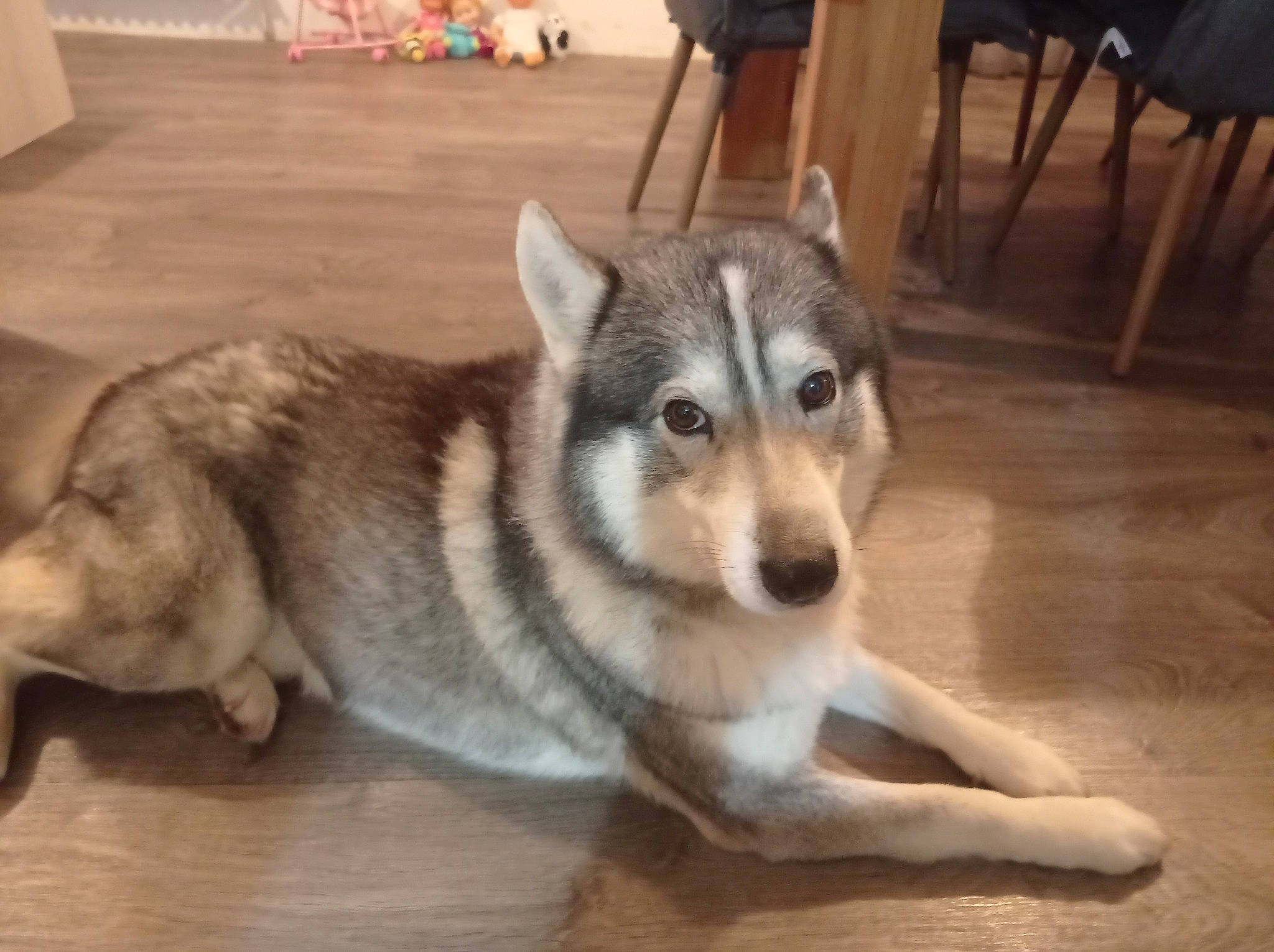 Loky a rejoint le concours — aidez-le/la à gagner de superbes lots ! ancient_dog_breeds, canidae, canis, carnivore, chair, companion_dog, dog, dog_breed, floor, flooring, fur, hardwood, siberian_husky, sled_dog, sporting_group, terrestrial_animal, wood, wood_flooring, working_animal, working_dog