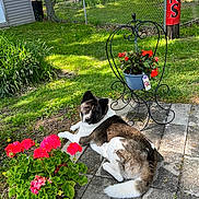 Bella joined the competition — help win amazing prizes! animal, backyard, canine, daytime, dog, fence, flowers, garden, grass, greenery, leaf, nature, outdoor, patio, plant, potted_plant, relaxed, summer, sunlight, yard