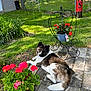 animal, backyard, canine, daytime, dog, fence, flowers, garden, grass, greenery, leaf, nature, outdoor, patio, plant, potted_plant, relaxed, summer, sunlight, yard