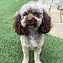 Chester is registered to the contest to win money with this photo: dog, curly_hair, brown, white, grass, lawn, garden, outdoor, pet, canine, fur, animal, poodle_like, standing, looking_at_camera, green, plant, pot, patio, daylight