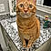 Tabby Elvis Lane