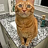 bathroom, cat, closeup, countertop, curious, domestic_animal, ears, eyes, feline, fur, granite, household, indoor, orange_tabby, pet, portrait, sitting, soap_dispenser, towel, whiskers