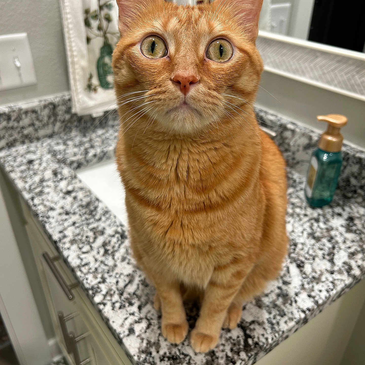 Tabby Elvis Lane