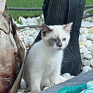 Perle a rejoint le concours — aidez-le/la à gagner de superbes lots ! animal, blue_eyes, cat, closeup, curious, daylight, domestic_cat, grass, kitten, nature, outdoor, pebbles, pet, sculpture, sitting, small, stone, tree_trunk, white_fur, young