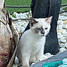 animal, blue_eyes, cat, closeup, curious, daylight, domestic_cat, grass, kitten, nature, outdoor, pebbles, pet, sculpture, sitting, small, stone, tree_trunk, white_fur, young