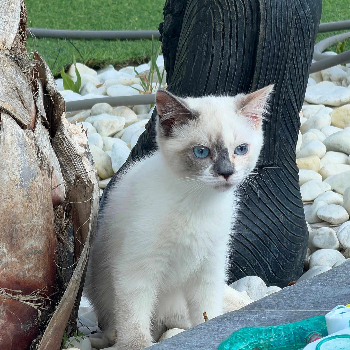 Perle a rejoint le concours — aidez-le/la à gagner de superbes lots ! animal, blue_eyes, cat, closeup, curious, daylight, domestic_cat, grass, kitten, nature, outdoor, pebbles, pet, sculpture, sitting, small, stone, tree_trunk, white_fur, young