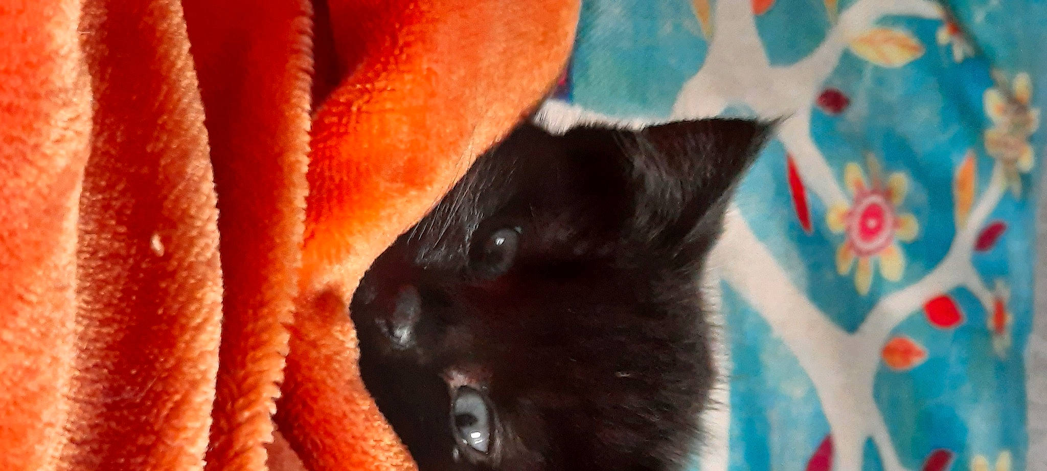 Salem is registered to the contest to win money with this photo: black_cat, bombay, carnivore, cat, claw, close_up, dog_breed, domestic_short_haired_cat, eye, felidae, fur, gesture, head, human_body, iris, paw, small_to_medium_sized_cats, snout, tail, whiskers