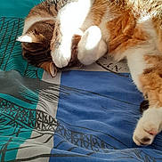 Kiwi a rejoint le concours — aidez-le/la à gagner de superbes lots ! cat, sleeping, paw, blanket, bed, striped, sunlight, indoor, cozy, feline, fur, tabby, white_paws, resting, curled_up, furniture, drawer, home, relaxing, patterned