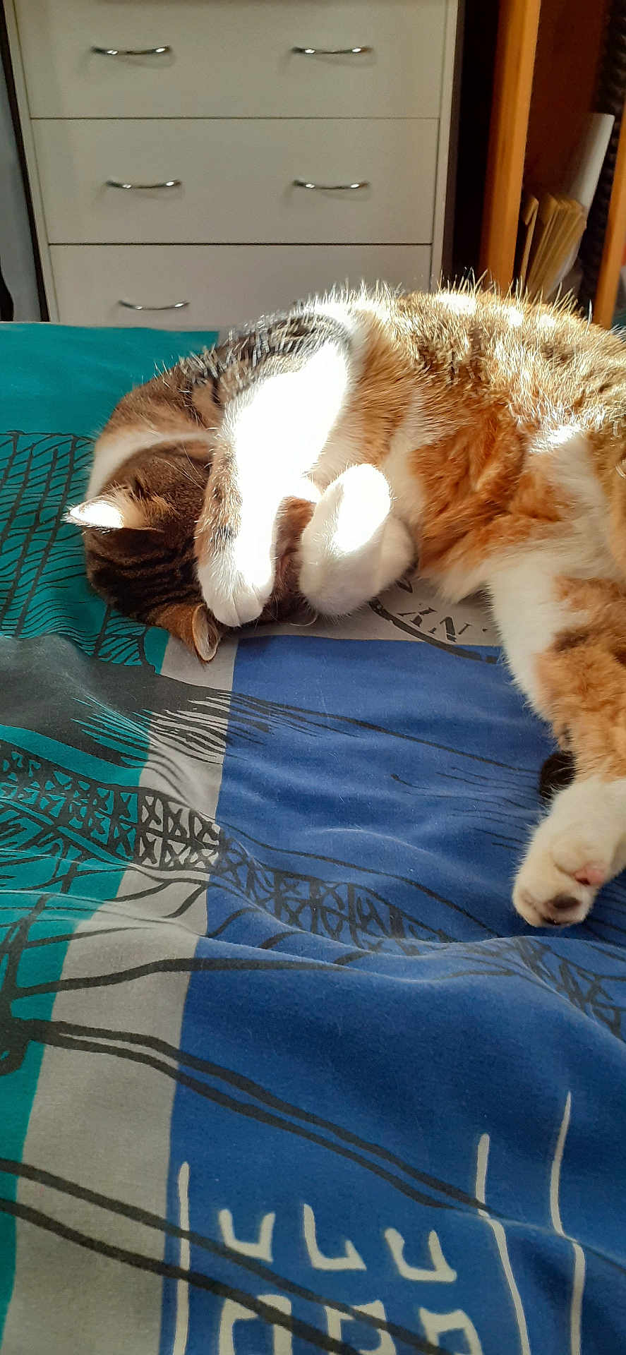 Kiwi a rejoint le concours — aidez-le/la à gagner de superbes lots ! cat, sleeping, paw, blanket, bed, striped, sunlight, indoor, cozy, feline, fur, tabby, white_paws, resting, curled_up, furniture, drawer, home, relaxing, patterned