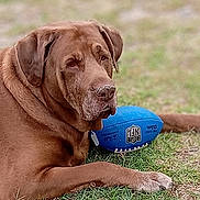 Titan is registered to the contest to win money with this photo: animal, blue_football, brown_dog, canine, close_up, collar, daylight, dog, ear, football, grass, lying_down, muzzle, nature, outdoor, paw, pet, relaxed, sport, toy
