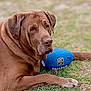 animal, blue_football, brown_dog, canine, close_up, collar, daylight, dog, ear, football, grass, lying_down, muzzle, nature, outdoor, paw, pet, relaxed, sport, toy