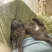 Bagel joined the competition — help win amazing prizes! cat, gray_cat, sleeping, relaxed, cushion, green_cushion, blanket, indoor, cozy, pet, feline, fur, paw, resting, home, comfortable, cute, animal, soft, nap