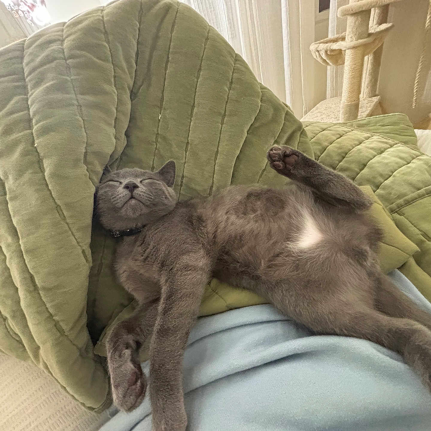 Bagel