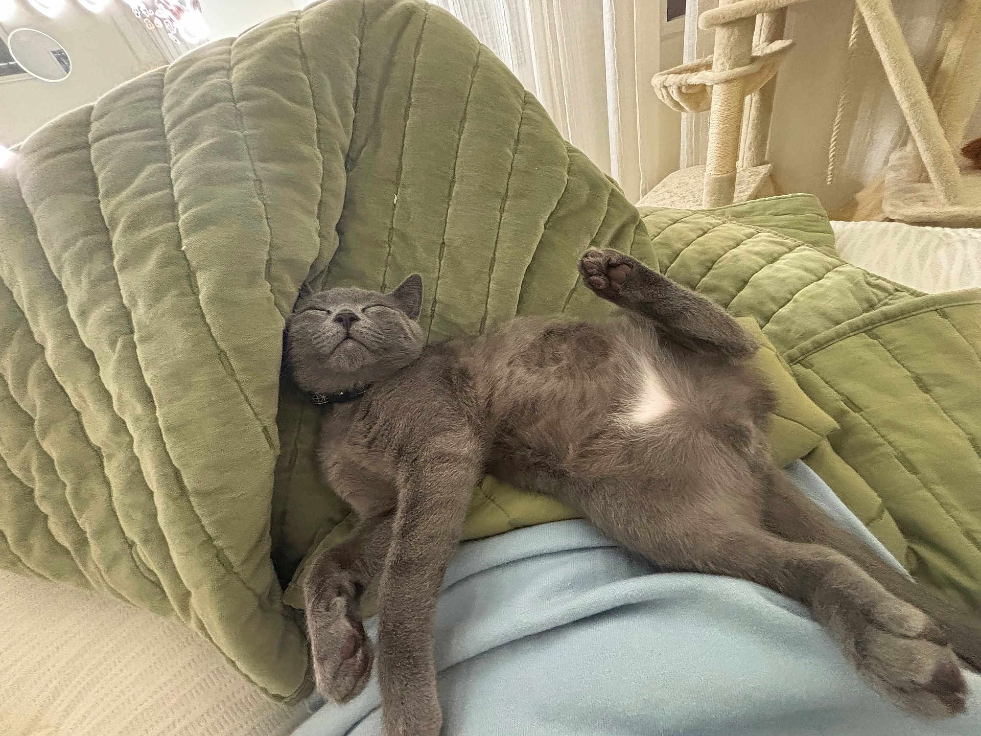 Bagel