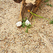 Maggie May is registered to the contest to win money with this photo: animal, brindle, canine, curious, dirt, dog, flower, fur, gravel, green_collar, ground, nature, outdoor, paw, pet, plant, playful, resting, side_view, young_dog