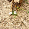 animal, brindle, canine, curious, dirt, dog, flower, fur, gravel, green_collar, ground, nature, outdoor, paw, pet, plant, playful, resting, side_view, young_dog
