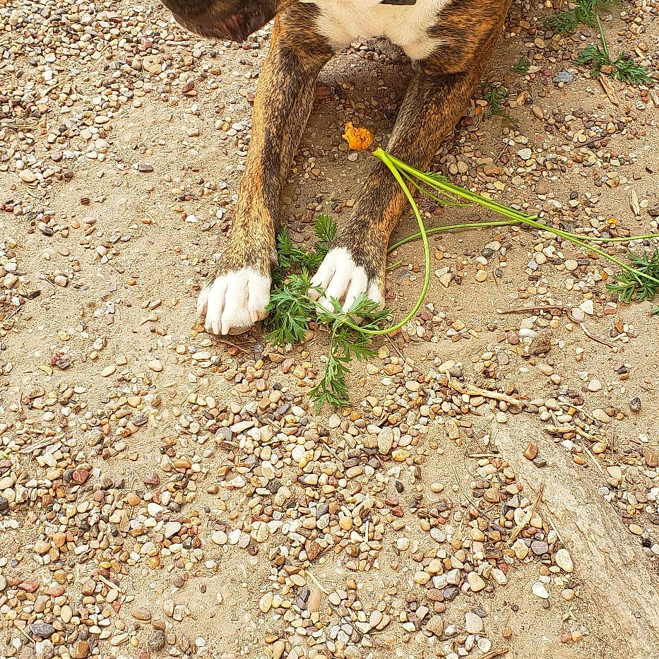 Maggie May