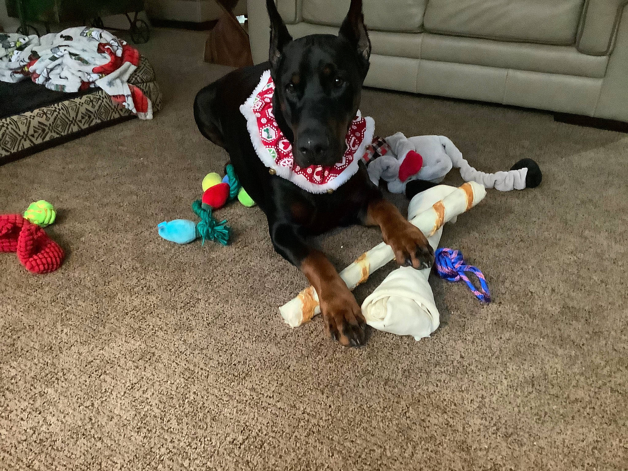 Tucker is registered to the contest to win money with this photo: canidae, carnivore, collar, companion_dog, couch, dog, dog_breed, dog_clothes, dog_collar, dog_supply, fawn, flooring, foot, grass, leash, paw, pet_supply, sporting_group, tail, working_animal