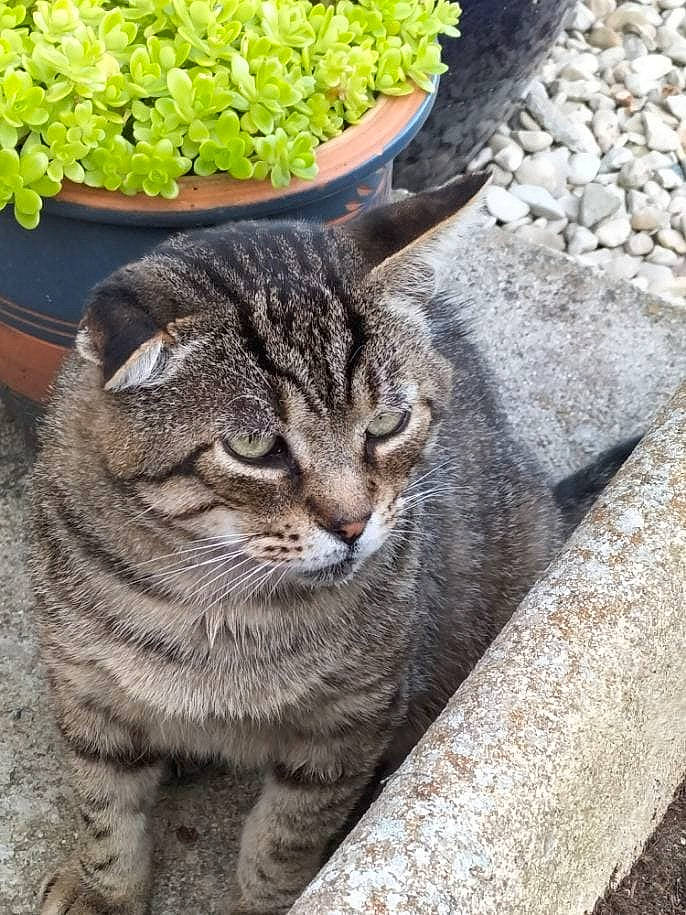 Blue Berry a rejoint le concours — aidez-le/la à gagner de superbes lots ! carnivore, cat, domestic_short_haired_cat, felidae, flowerpot, fur, grass, green, grey, groundcover, houseplant, plant, road_surface, small_to_medium_sized_cats, snout, terrestrial_animal, tree, whiskers, wildlife, window