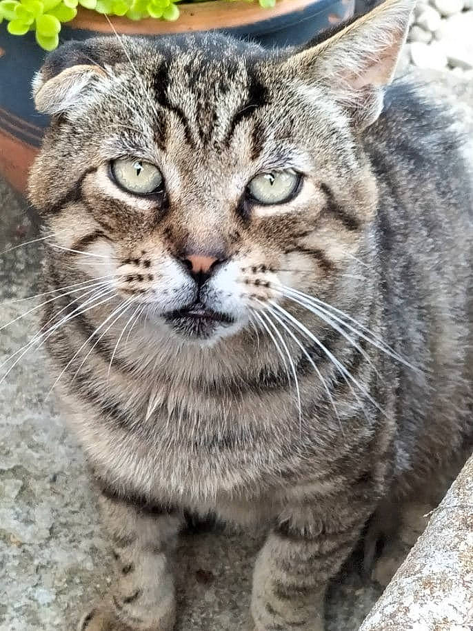 Blue Berry participe au concours pour gagner de l'argent avec cette photo : carnivore, cat, claw, domestic_short_haired_cat, felidae, fur, grass, small_to_medium_sized_cats, snout, terrestrial_animal, whiskers, wildlife, window