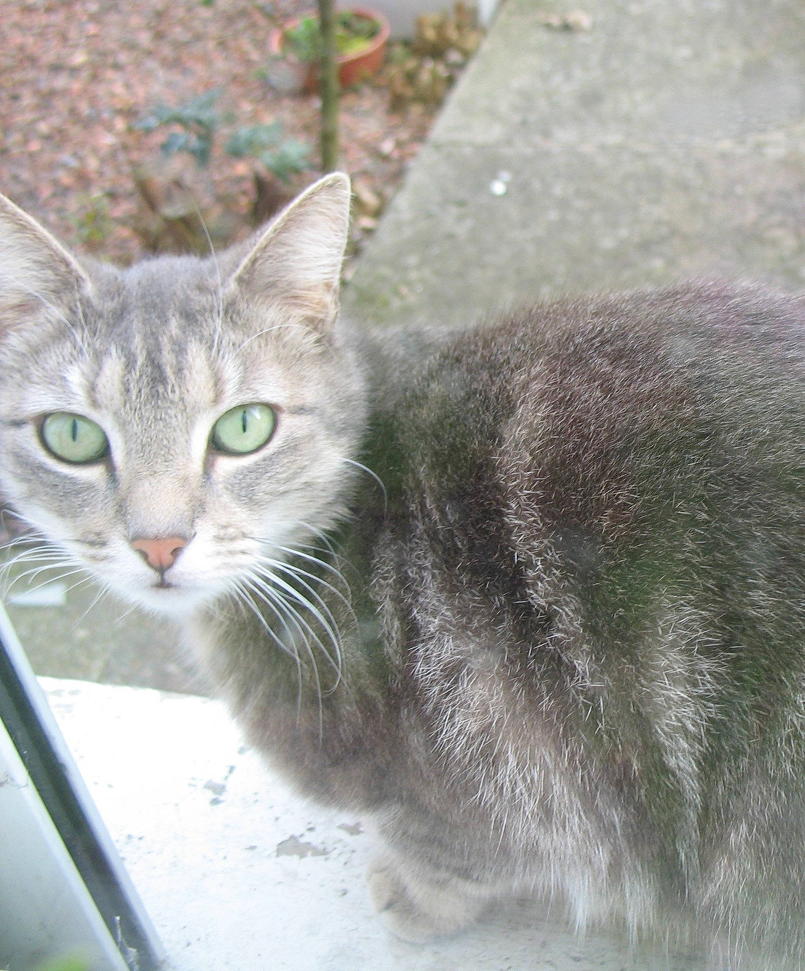 Filocharde a rejoint le concours — aidez-le/la à gagner de superbes lots ! aegean_cat, asian, australian_mist, burmilla, carnivore, cat, domestic_short_haired_cat, dragon_li, european_shorthair, felidae, fur, small_to_medium_sized_cats, snout, tabby_cat, whiskers, wild_cat