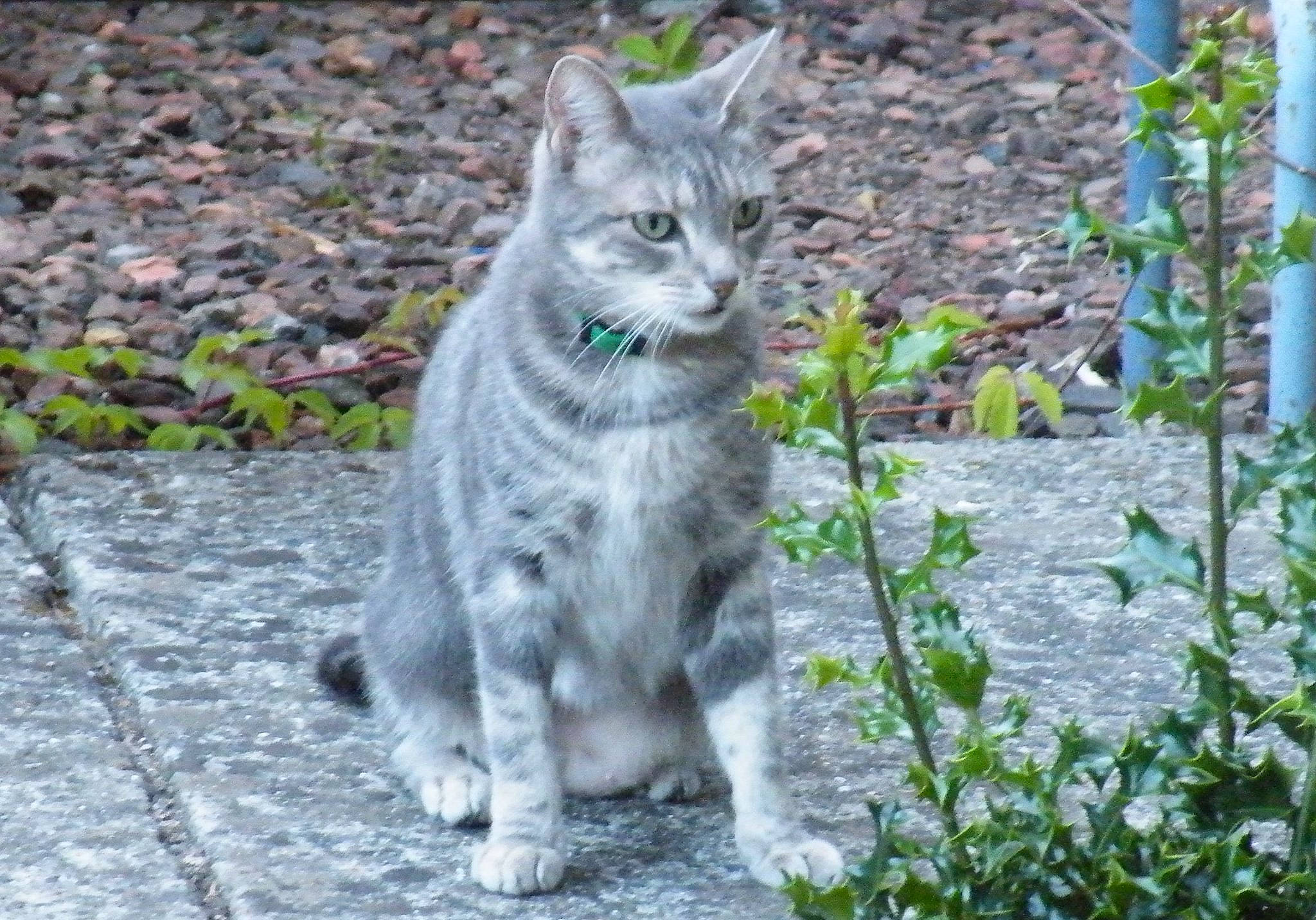 Filocharde a rejoint le concours — aidez-le/la à gagner de superbes lots ! carnivore, cat, domestic_short_haired_cat, european_shorthair, felidae, maine_coon, mammal, nebelung, plant, small_to_medium_sized_cats, tabby_cat, tail, vertebrate, whiskers, wild_cat, wildlife