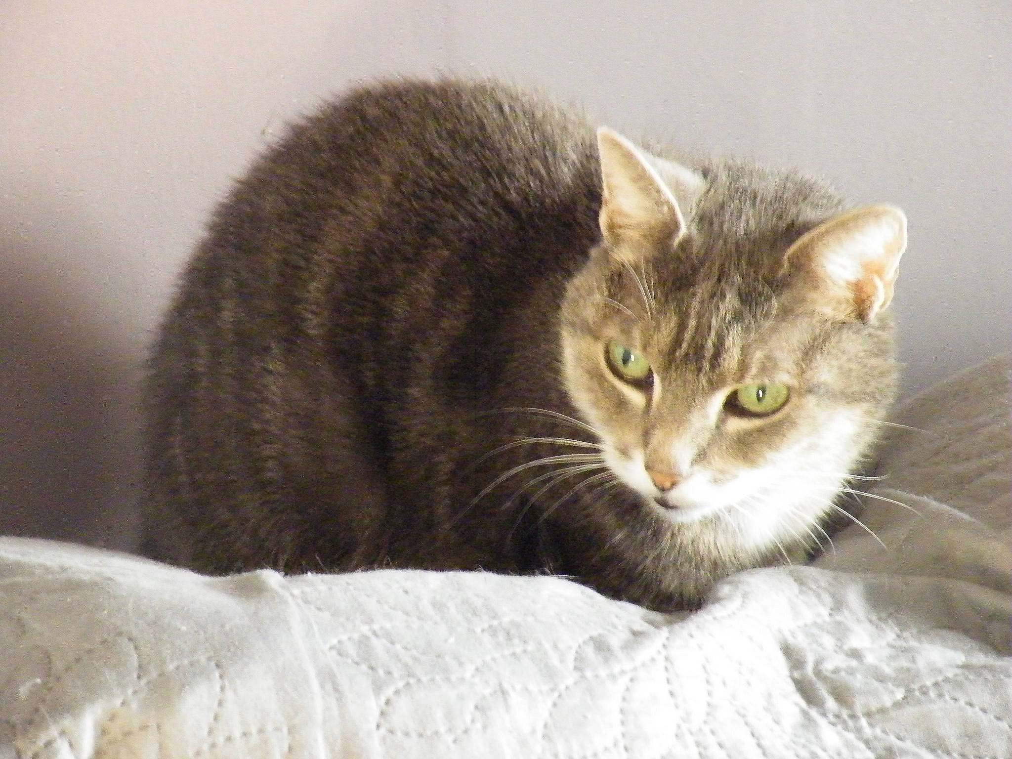 Filocharde a rejoint le concours — aidez-le/la à gagner de superbes lots ! aegean_cat, american_curl, american_wirehair, asian, australian_mist, carnivore, cat, domestic_short_haired_cat, dragon_li, european_shorthair, felidae, mammal, small_to_medium_sized_cats, tabby_cat, vertebrate, whiskers