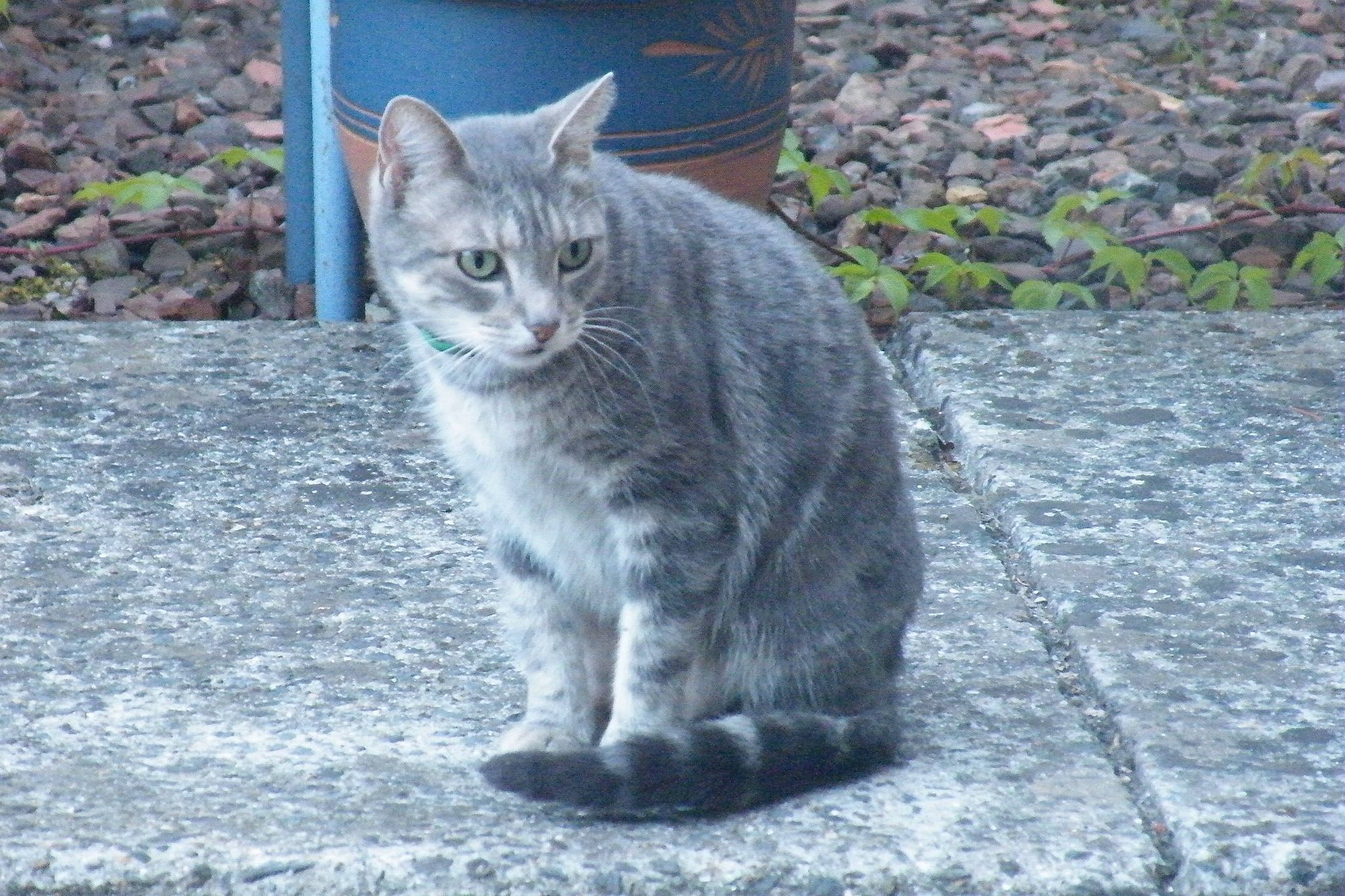 Filocharde participe au concours pour gagner de l'argent avec cette photo : asian, british_shorthair, carnivore, cat, chartreux, domestic_short_haired_cat, european_shorthair, felidae, german_rex, mammal, nebelung, small_to_medium_sized_cats, snout, tabby_cat, tail, vertebrate, whiskers, wild_cat, wildlife