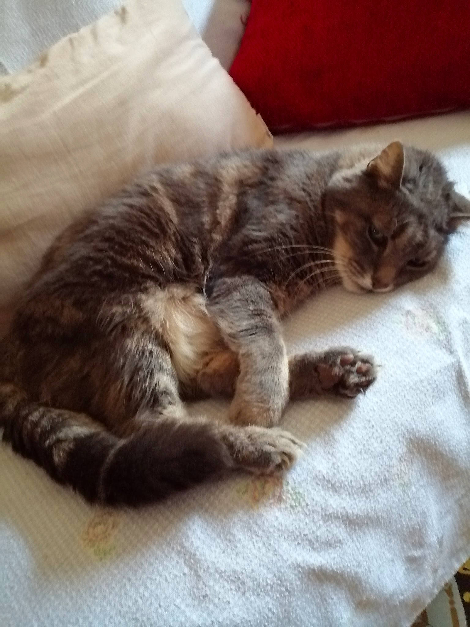 Ribouldingue a rejoint le concours — aidez-le/la à gagner de superbes lots ! asian, british_semi_longhair, carnivore, cat, comfort, domestic_short_haired_cat, dragon_li, ear, european_shorthair, felidae, fur, kitten, mammal, nap, paw, pixie_bob, sleep, small_to_medium_sized_cats, tabby_cat, whiskers