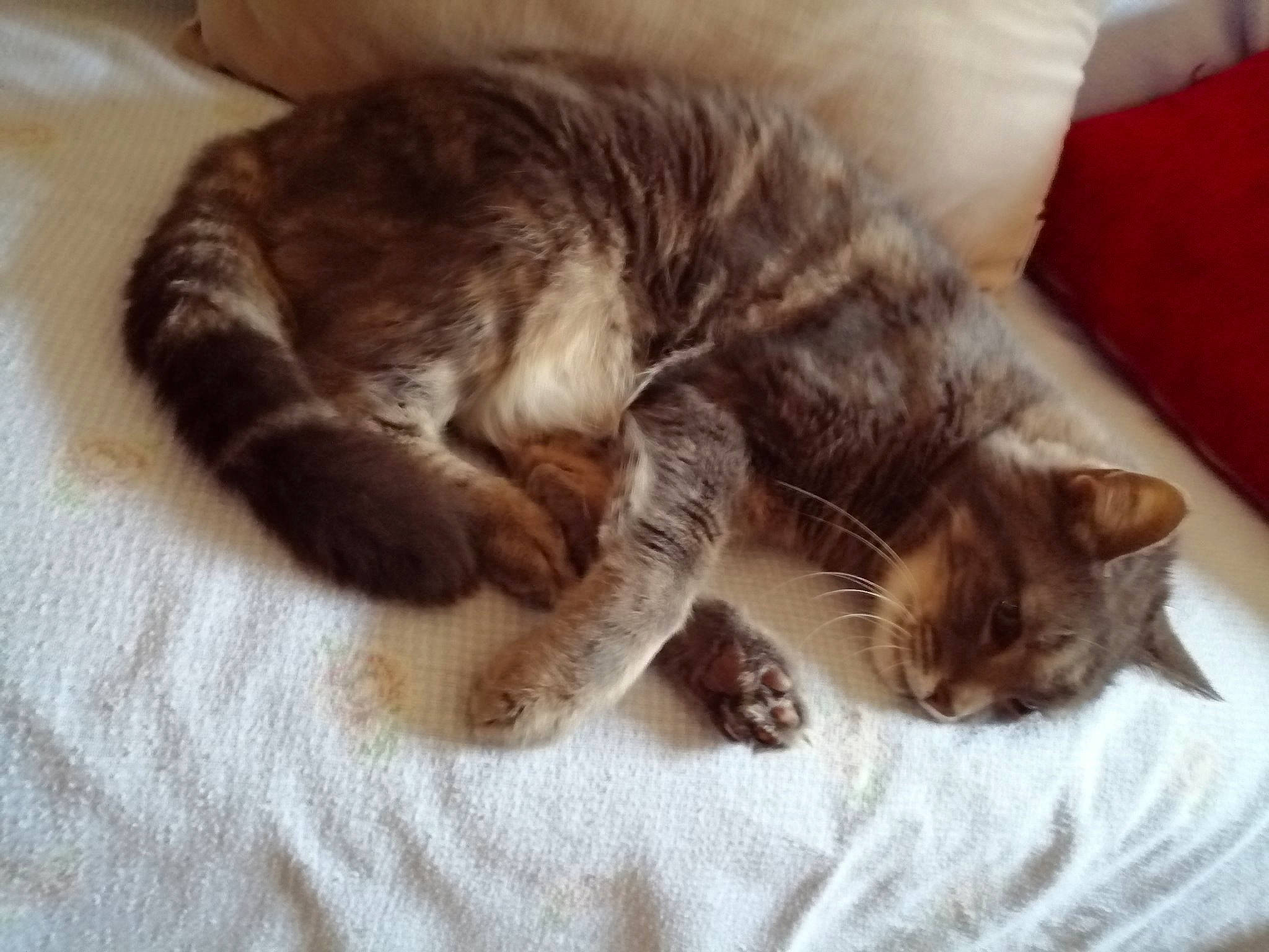 Ribouldingue a rejoint le concours — aidez-le/la à gagner de superbes lots ! asian, carnivore, cat, claw, comfort, domestic_short_haired_cat, dragon_li, european_shorthair, felidae, fur, kitten, nap, paw, pixie_bob, polydactyl_cat, sleep, small_to_medium_sized_cats, tabby_cat, tail, whiskers