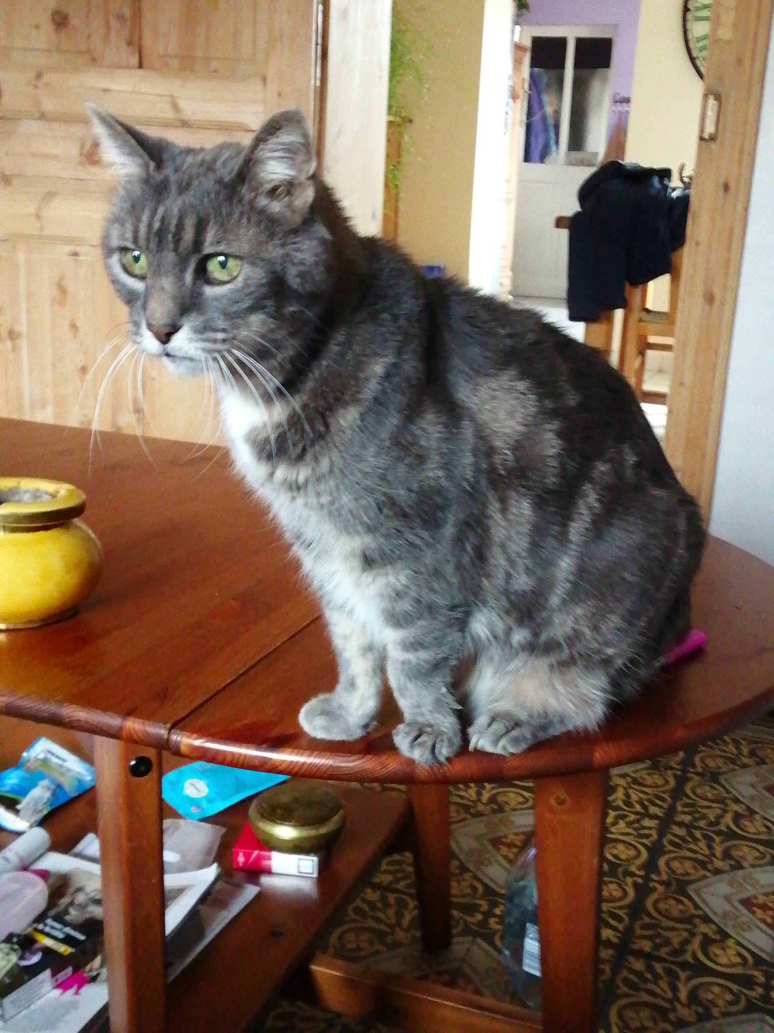 Ribouldingue participe au concours pour gagner de l'argent avec cette photo : american_shorthair, asian, carnivore, cat, domestic_short_haired_cat, european_shorthair, felidae, kurilian_bobtail, mammal, small_to_medium_sized_cats, whiskers