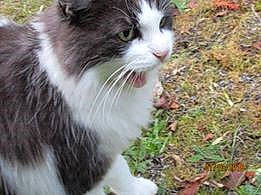 Mia a rejoint le concours — aidez-le/la à gagner de superbes lots ! aegean_cat, american_wirehair, british_semi_longhair, carnivore, cat, cymric, domestic_long_haired_cat, domestic_short_haired_cat, european_shorthair, felidae, grass, kitten, mammal, norwegian_forest_cat, plant, polydactyl_cat, ragamuffin, small_to_medium_sized_cats, snout, whiskers