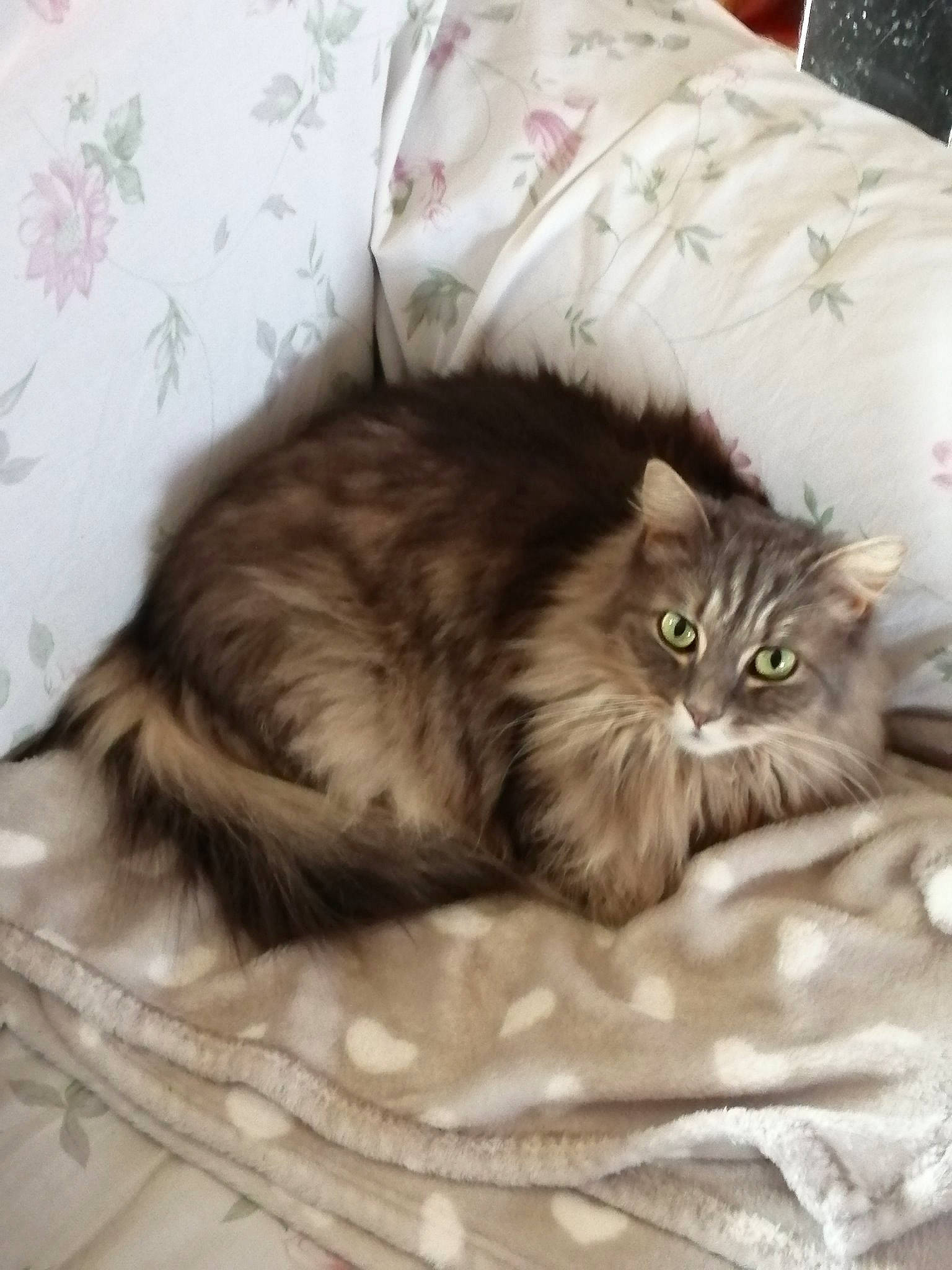 Zezette a rejoint le concours — aidez-le/la à gagner de superbes lots ! asian, asian_semi_longhair, british_longhair, british_semi_longhair, carnivore, cat, domestic_long_haired_cat, domestic_short_haired_cat, felidae, fur, kitten, maine_coon, mammal, norwegian_forest_cat, persian, ragamuffin, siberian, small_to_medium_sized_cats, tabby_cat, whiskers