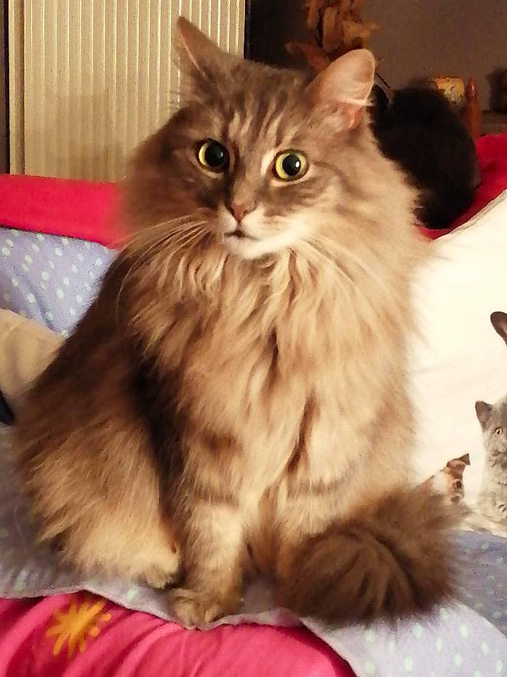 Zezette a rejoint le concours — aidez-le/la à gagner de superbes lots ! asian, asian_semi_longhair, british_longhair, british_semi_longhair, carnivore, cat, cymric, domestic_long_haired_cat, felidae, kitten, maine_coon, mammal, norwegian_forest_cat, persian, ragamuffin, siberian, small_to_medium_sized_cats, somali, vertebrate, whiskers